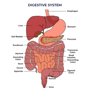Gastroenterologist Expert Witness (GI)